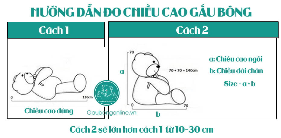 cach-do-gau-bong-chuan-gaubongonline (1)